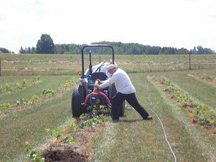 planting grapes