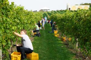 Winemaking & Grape Growing Associate